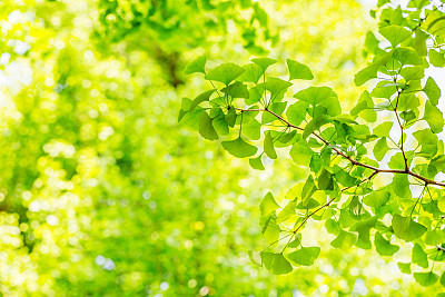 鲜绿的图片下载