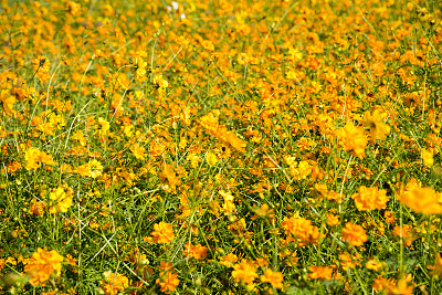 宇宙花领域图片下载