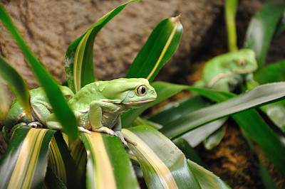 绿色的小青蛙图片下载