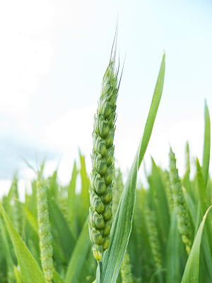 绿色的小麦图片下载