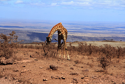成年长颈鹿，恩戈罗戈罗火山口，坦桑尼亚图片下载