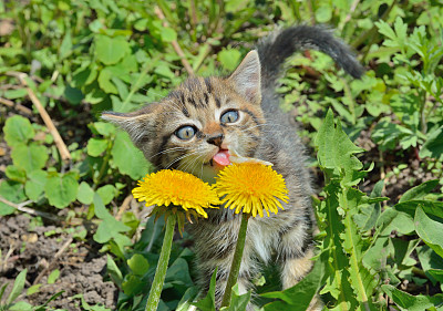 小猫在蒲公英图片下载