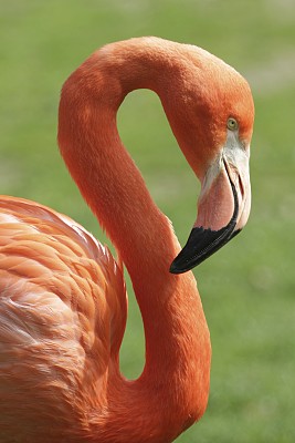 火烈鸟图片下载