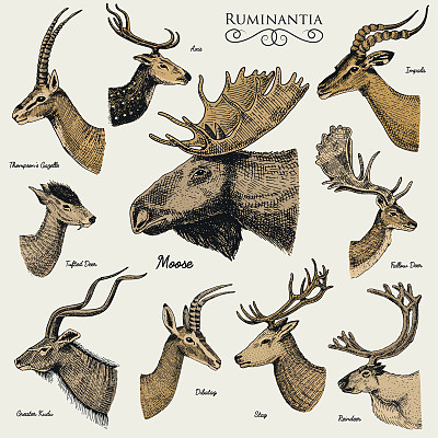 麋鹿或麋鹿与黑斑羚，瞪羚和大羚羊，休闲鹿驯鹿和雄鹿，母鹿或狍，轴和底巴塔格手绘，雕刻素材图片