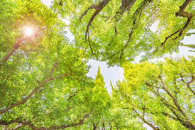 鲜绿的素材图片