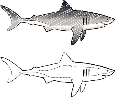 大白鲨素描图片下载