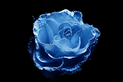 美丽的水下蓝玫瑰图片下载