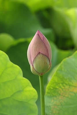 莲花芽图片下载