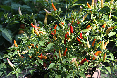 辣椒幼苗图片下载