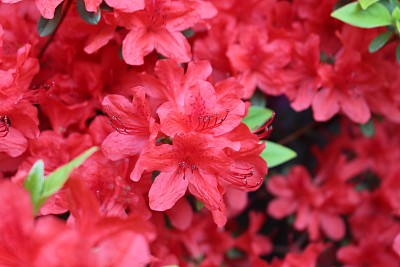 皇家杜鹃花图片下载