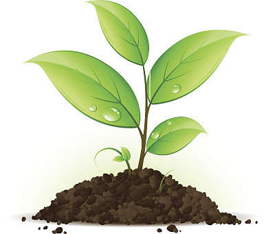 白色的背景上，一棵绿色的小树苗和它的土壤图片下载