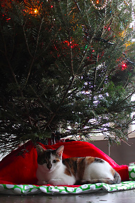 圣诞树下的猫图片下载