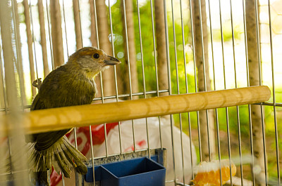 鸟笼子图片下载