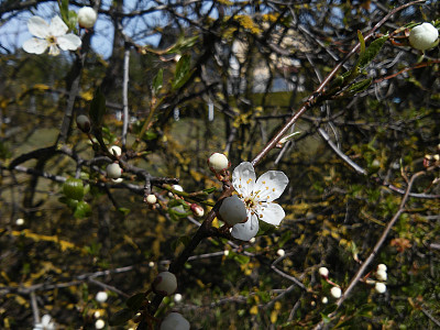 梅树的初轮图片下载