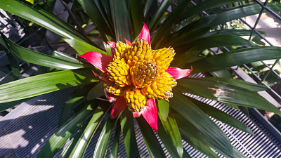 黄色的中心花，粉红色的花瓣图片下载