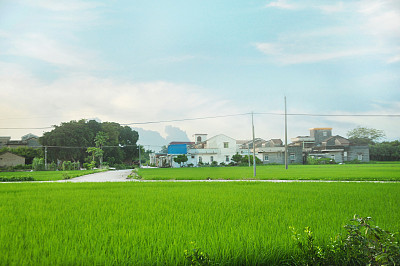 在农场播种谷类作物。美丽的自然背景在早晨。图片下载