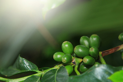 咖啡树上的咖啡种子图片下载