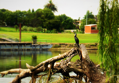 休息蓬松图片下载