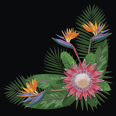 热带花束CornerComposition图片下载