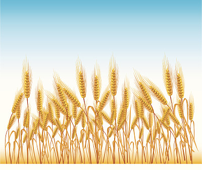 一幅金色麦田的插图图片下载