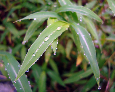 叶露水图片下载