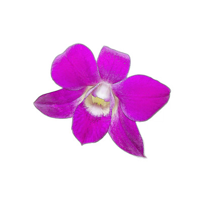 美丽的兰花水彩画图片下载