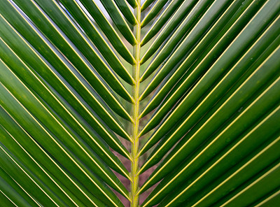 绿色的叶子图片下载