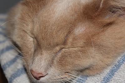 睡觉的猫图片下载