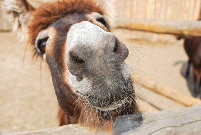 滑稽的脸小马近距离透过栅栏看图片下载