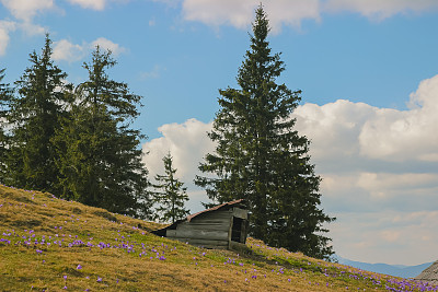 山上的木制狗屋图片下载