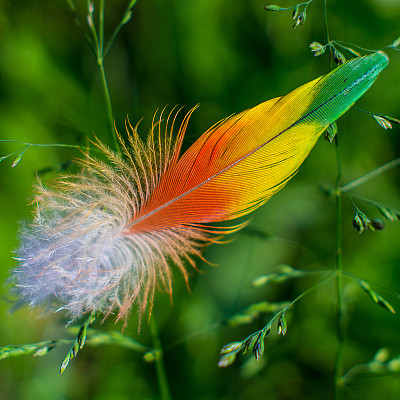 鹦鹉的羽毛图片下载