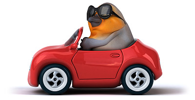 有趣的红罗宾图片下载