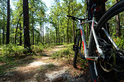 山地车靠在穿过松林的小径上图片下载