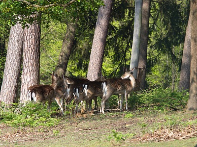 早晨阳光下的野鹿——早晨阳光下的小鹿图片下载