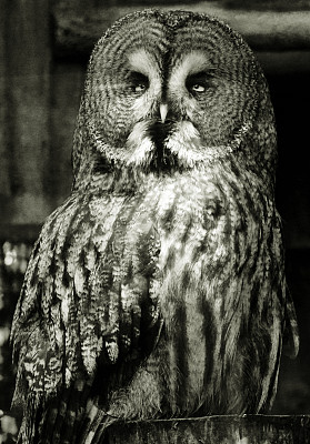 大灰猫头鹰图片下载