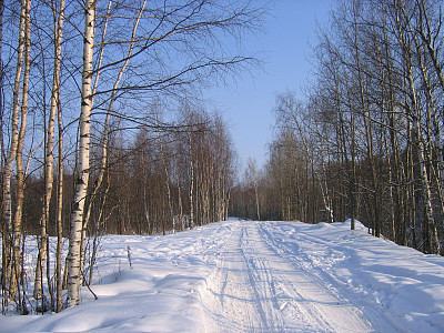 冬天的路在森林里。图片下载