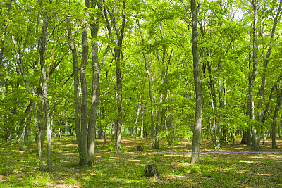 森林　新緑图片下载