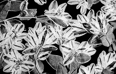 压制花的作品图片下载