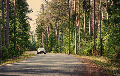 森林里的柏油路图片下载