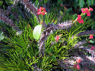 热带植物图片下载