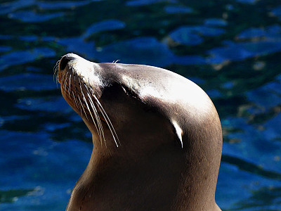 海狮在阳光下放松图片下载