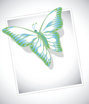 白色背景上的彩色蝴蝶图片下载