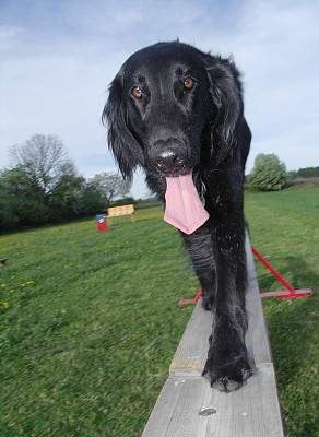 黑狗在梁上图片下载