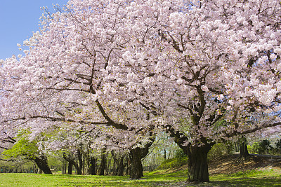 公園　満開の花图片下载