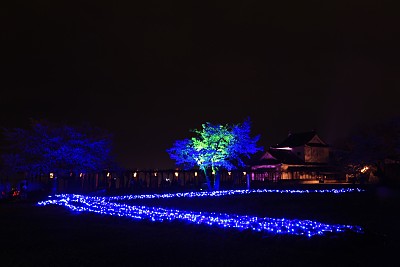 傍晚的樱桃树图片下载