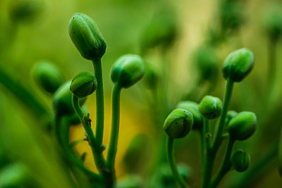 一个盛开的花的特写图片下载