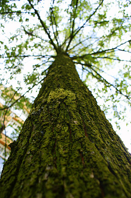 绿色的树图片下载