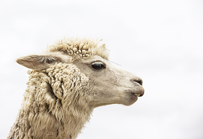 骆驼的素材图片