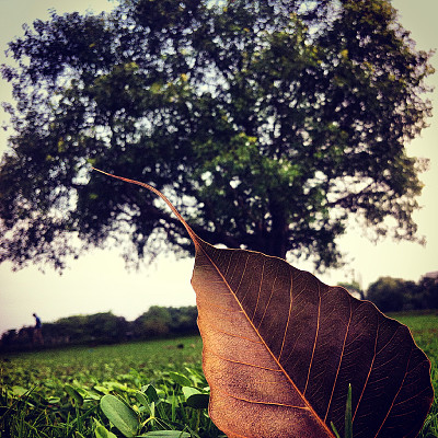 最后一片叶子……图片下载
