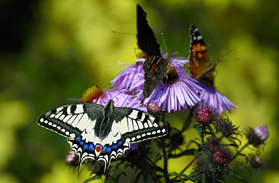 燕尾蝶图片下载